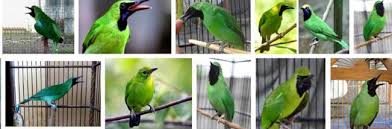 Harga pasaran burung inipun termasuk paling stabil, tidak pernah mengalami kenaikan atau penurunan yang signifikan. Cara Membedakan Cucak Ijo Banyuwangi Dan Kalimantan Dari Segi Fisik Den Family