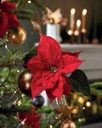 House Beautiful Uk On Instagram Originating From Mexico And With Over Eight Million Plants Sold In The Uk E Christmas Flowers Poinsettia Live Christmas Trees