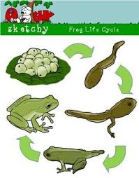 Learn about the frog life cycle with these free printable life cycle of a frog worksheet pack. Frog Life Cycle Clipart Graphic 300dpi Color Grayscale Bw Frog Life Lifecycle Of A Frog Life Cycles