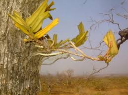 Image result for Calyptrochilum