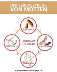 Hat man die motten aber in mehreren zimmern entdeckt (oder man hat eine offene wohnung so wie ich). á… Motten Bekampfen In 3 Einfachen Schritten Effektiv Und Nachhaltig