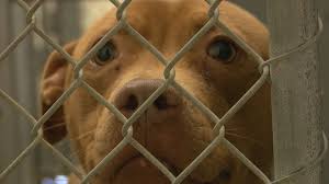 Find and adopt a pet on petfinder today. Local Pet Shelters Still Open For Adoptions Through Coronavirus Pandemic Wway Tv