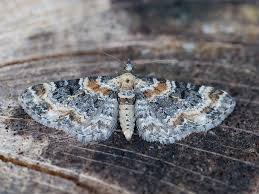 Image result for Eupithecia pulchellata