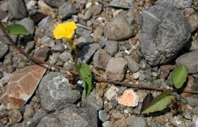 Image result for Merremia