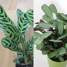 Maybe you would like to learn more about one of these? Ctenanthe Burle Marxii
