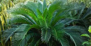 Quand et comment planter un palmier ? Comment Planter Et Cultiver Un Cycas M6 Deco Fr