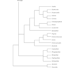 Image result for Savannosiphon euryphyllus