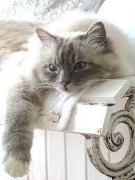 So Sweet This One Is Too Pretty To Pass Up Cute Kittens Kediler Ve Yavrulari Kedi