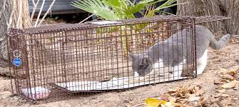 Animal shelters may also have them to loan or rent. Cat Trap Loans The Animal Foundation