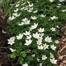 Wood Anemone K Van Bourgondien Wholesale Bulbs Perennials Wood Anemone Woodland Flowers Woodland Plants