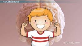 When something frightening happens, the sympathetic nervous system makes the heart beat faster so that it sends blood quickly to the. Nervous System Functions Lesson For Kids Video Lesson Transcript Study Com