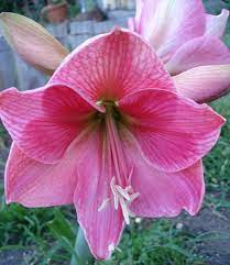 Hippeastrum Sweet Pink Flowering Size Bulb So Pretty 8 Flowers Amaryllis Flower Vases