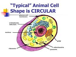 The cytoskeleton of a cell gives it some shape/structure, the membeane holds everything inside the cell, and the plasma cytosol. Cells Ppt Download