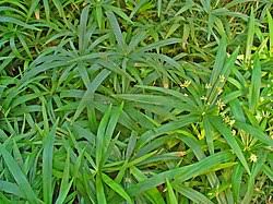 Image result for Cyperus chersinus
