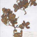 Image result for Allophylus congolanus