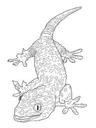 Crested Gecko Coloring Pages New Coloring Pages