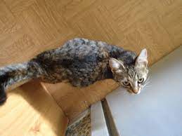 While this can be amusing — for instance, watching a young cat attack a paper grocery sack — without clear boundaries, cats can be destructive, shredding your drapes in a flash. 9 Months Old Pregnant Cat Thecatsite
