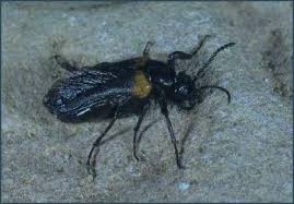 Halle Verschollener Olkafer Wiederentdeckt Volksstimme De