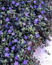 Vinca Bowles Bluestone Perennials Ground Cover Plants Deer Resistant Plants