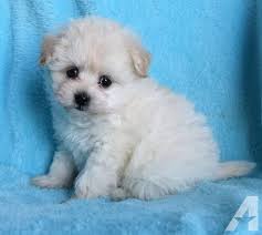 Animalssale found 15 dogs & puppies for sale in ohio, which meet your criteria. Designer Breed Small Puppy For Sale Adoption Rescue For Sale In Apple Creek Ohio Classified Americanlisted Com
