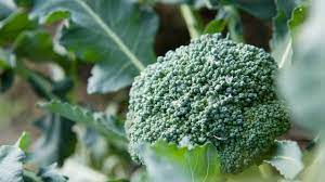 Maybe you would like to learn more about one of these? How To Grow Broccoli