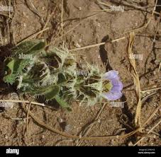 Image result for Blepharis transvaalensis