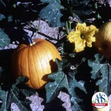 Image result for Autumn Gold Light 1983 Caloric