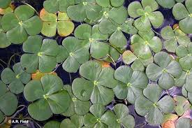 Image result for Marsilea nubica