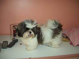 This often goes hand in glove with chronic vomiting. Shih Tzu Vomiting Possible Reasons And How To Take Care