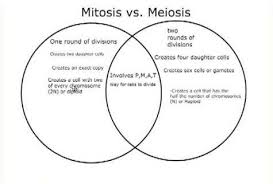 Meiosis is the specialized cell division that generates gametes. Venn Diagram Showing The Similarities And Differences Between Mitosis And Meiosis Meiosis Mitosis Mitosis Vs Meiosis