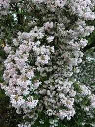 Image result for Kolkwitzia