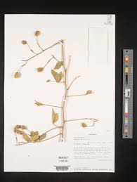 Image result for Maerua nervosa