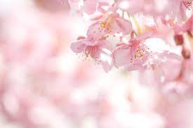 Cherry Blossom Tree Facts That You Definitely Never Knew Before Cherry Blossom Art Cherry Blossom Tree Blossom Trees