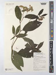 Image result for Vernonia myriantha