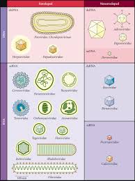 Pin On Biology