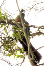 The ruwenzori turaco (ruwenzorornis johnstoni) is a species of bird in the musophagidae family. Birdseye Photography Review Photos