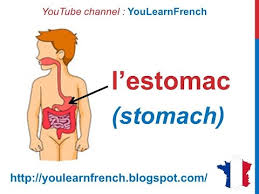 Knowing the parts of the body can come in handy when playing sports, clothes shopping, seeing the doctor, and more. French Lesson 113 The Digestive System Organs Body Parts In French Le Systeme L Appareil Digestif Youtube