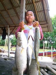 Paling amis 13 pemikat alami untu… read more cara mancing kakap putih di siang hari : J7fkkz67 Wh2m