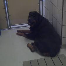 El paso animal hospital is a full service animal hospital and welcomes both emergency treatment cases as well as pet patients in need of routine medical, surgical, and dental care. Is El Paso Animal Services No Longer Accepting Stray Pets Kfox