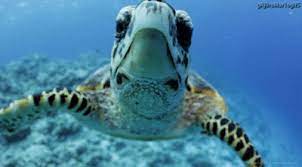 You Re Gonna Be Spending A Lot Of Time In That Water Turtle Gif Turtle Turtle Images
