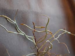 Image result for Solenangis