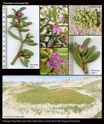 Image result for Sesuvium