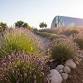 2026 June Bloom Lavender Festival