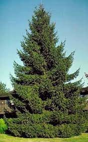 Originally from eurasia, norway spruce tree (picea abies) was growing in the black forest and other parts of the continent before it traveled north to settle in norway. Norway Spruce Fast Growing Spruce Tree Fastest Of All Spruces Grows 40 To 60 Tall With A 25 To 30 Spre Norway Spruce Tree Norway Spruce Windbreak Trees