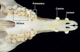 dental anatomy of llamas