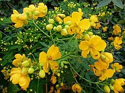 Image result for Senna floribunda