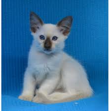 The good news is that, if you are open to having an active cat, you will happily give them the attention and love needed because they are incredibly lovable! Registered Balinese Cat Breeders Australia