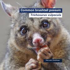 Image result for Commicarpus pilosus