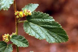 Image result for Waltheria