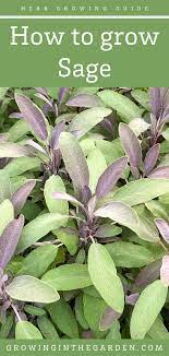 Pin On Gardening Tips